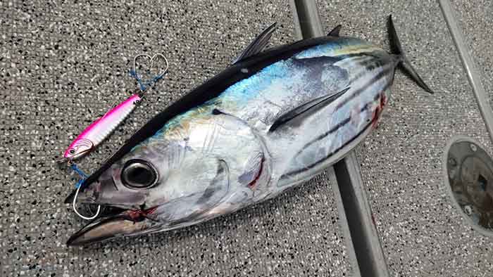 SMITHフィールドレポート