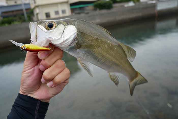 SMITHフィールドレポート