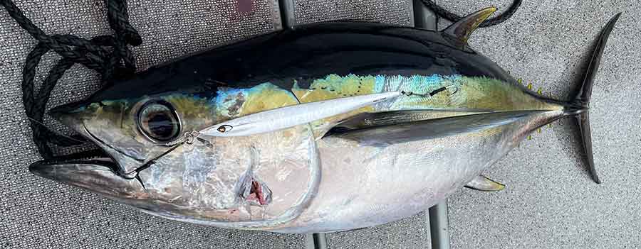 SMITHフィールドレポート