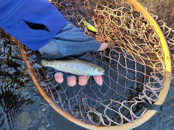 SMITHフィールドレポート