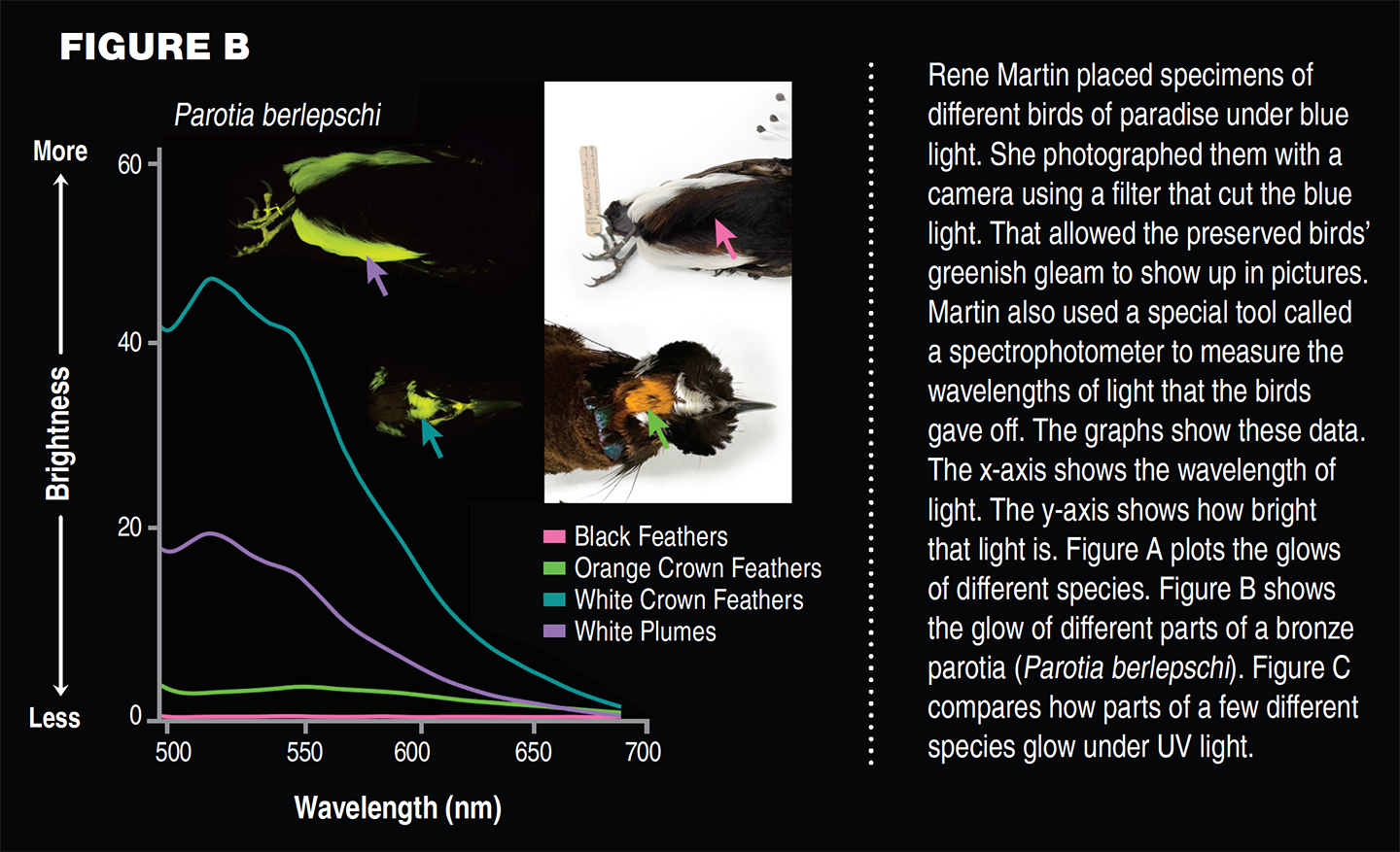 1440_AT-flourescent-birds-