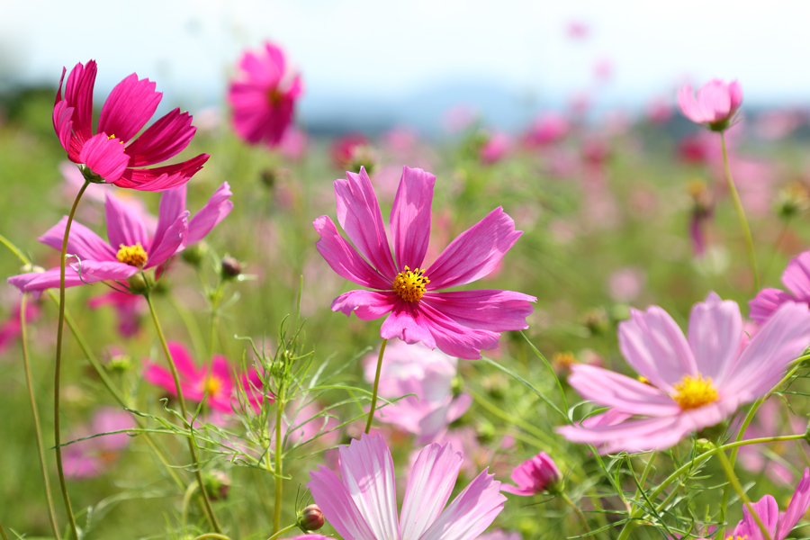 黒姫高原 / 晴曇 | GREEN REPORT | Snownavi - スノーナビ