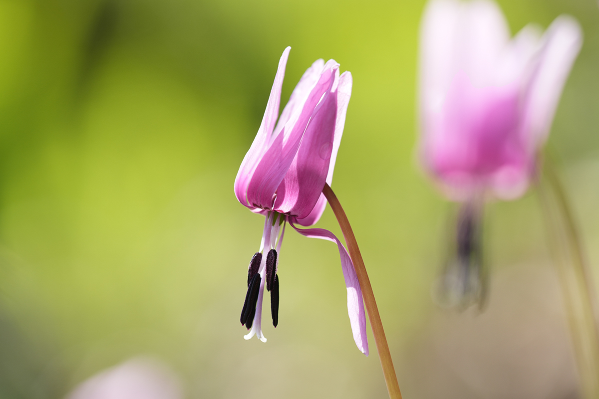 高い描写力と高性能AFで幅広く使える小型軽量設計の望遠ズームレンズ