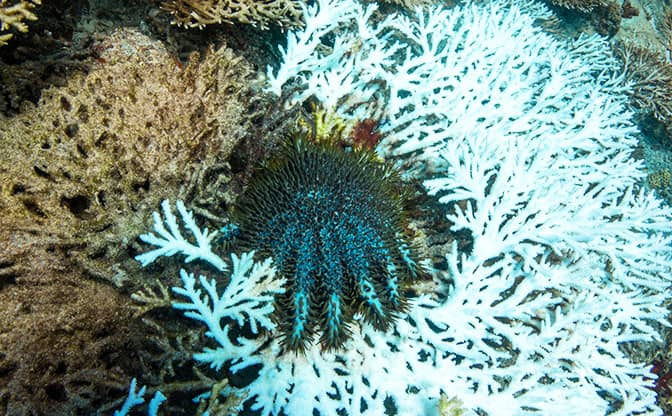 JOURNEY OF RING Summer 2022】沖縄のサンゴにみる気候変動の影響-前編