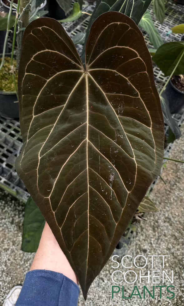 Anthurium Carlablackiae x Ace of Spades - Rare Hybrid | Scott