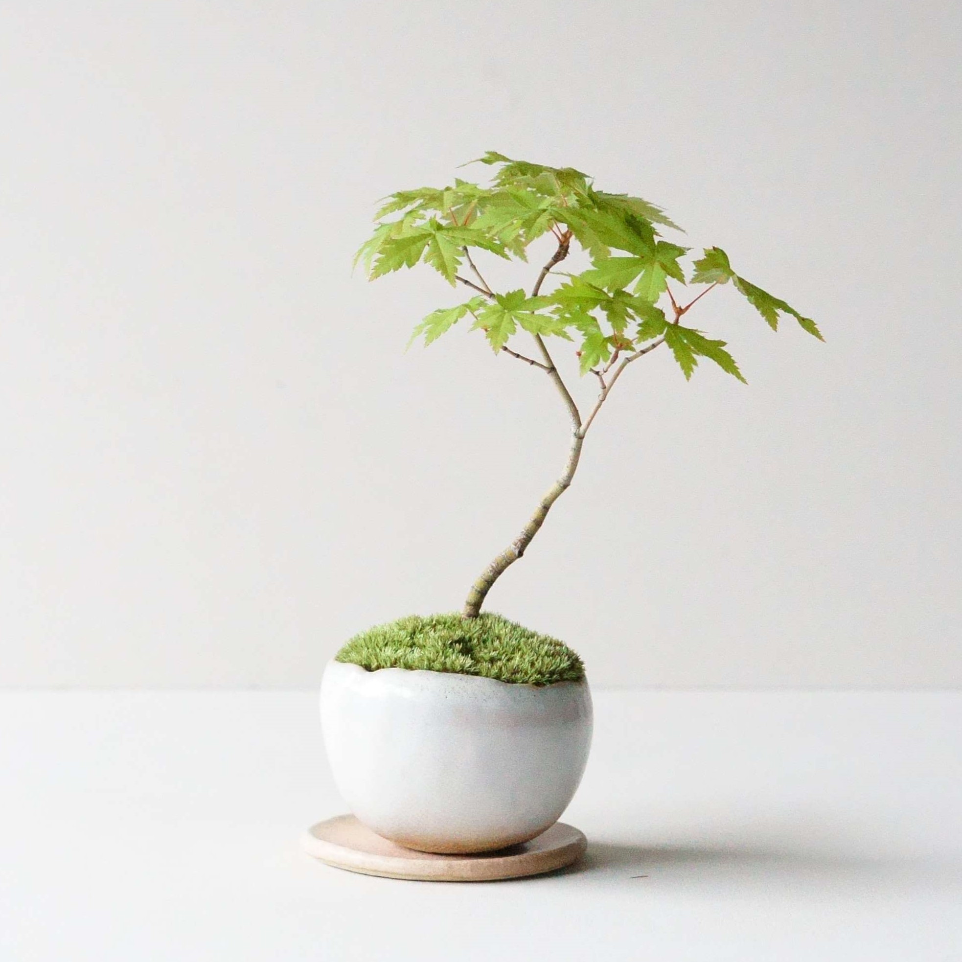ヤマモミジ｜石木花図鑑｜石木花｜SEKIBOKKA｜盆栽