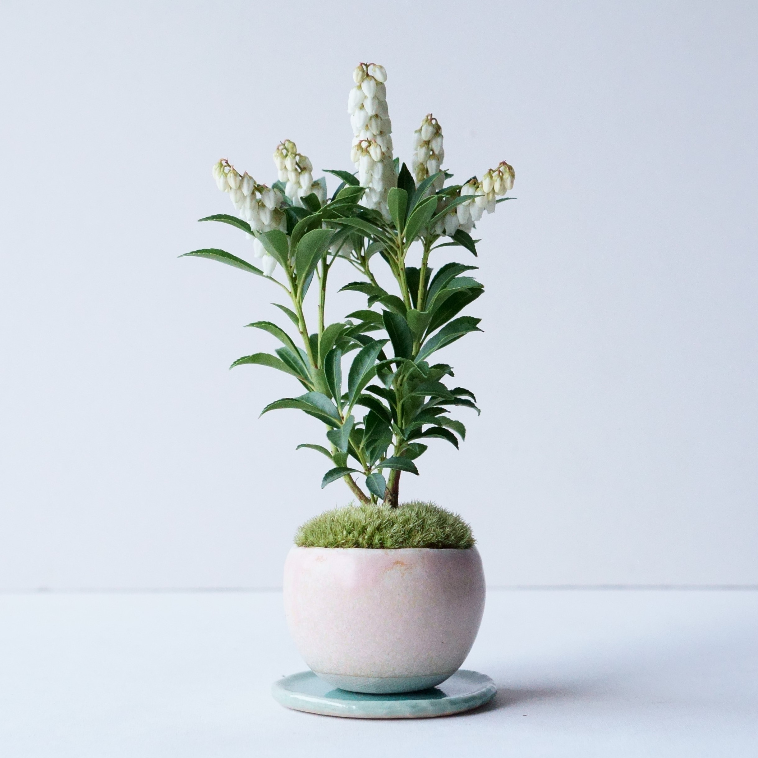 天皇梅｜石木花図鑑｜石木花｜SEKIBOKKA｜盆栽