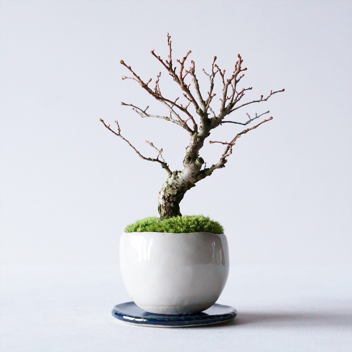 ニレケヤキ｜石木花図鑑｜石木花｜SEKIBOKKA｜盆栽