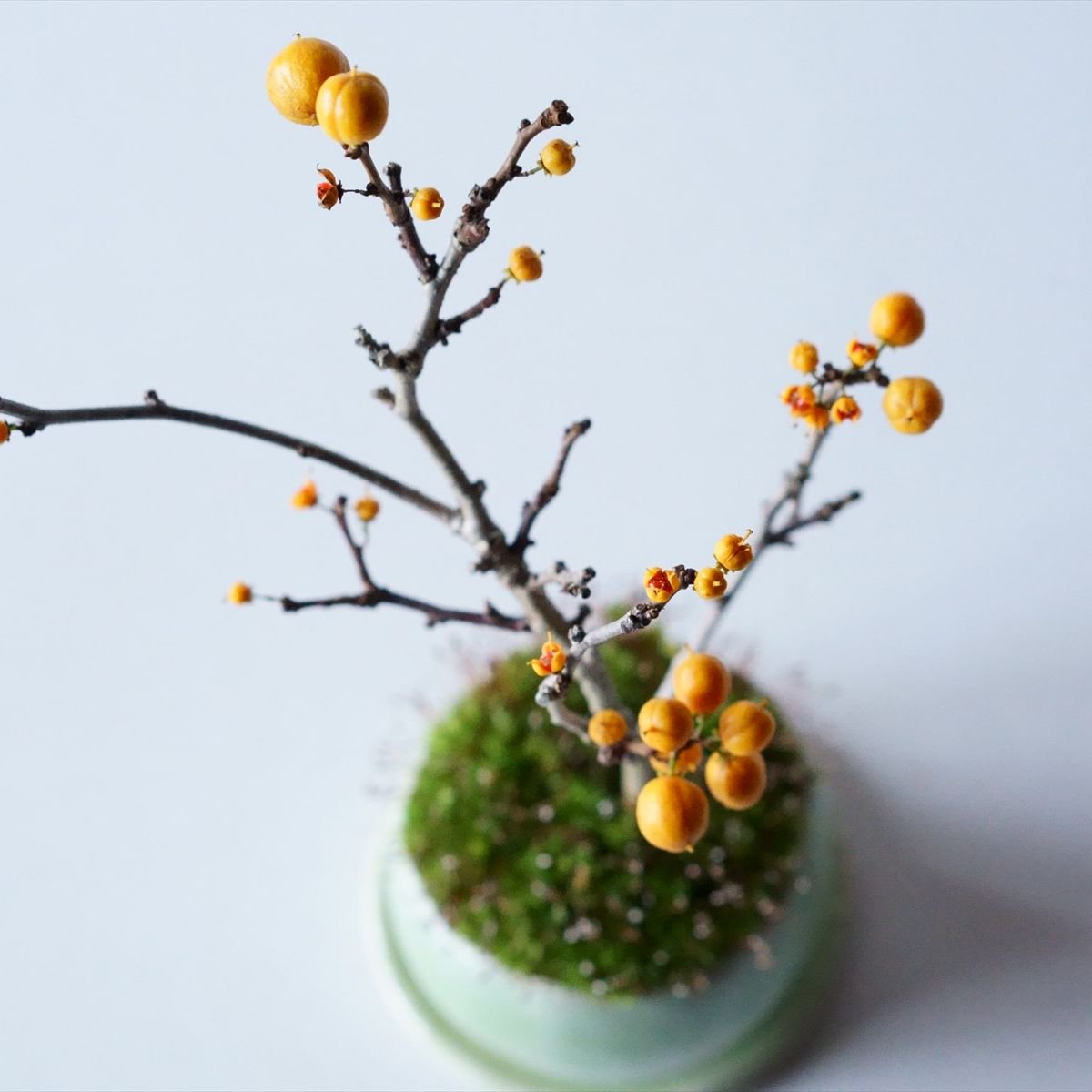 ツルウメモドキ｜石木花図鑑｜石木花｜SEKIBOKKA｜盆栽