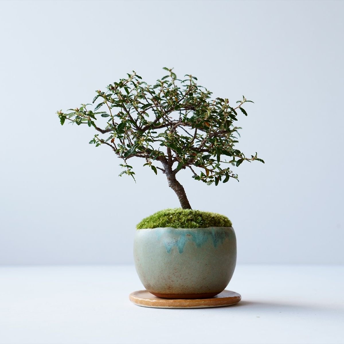 天皇梅｜石木花図鑑｜石木花｜SEKIBOKKA｜盆栽