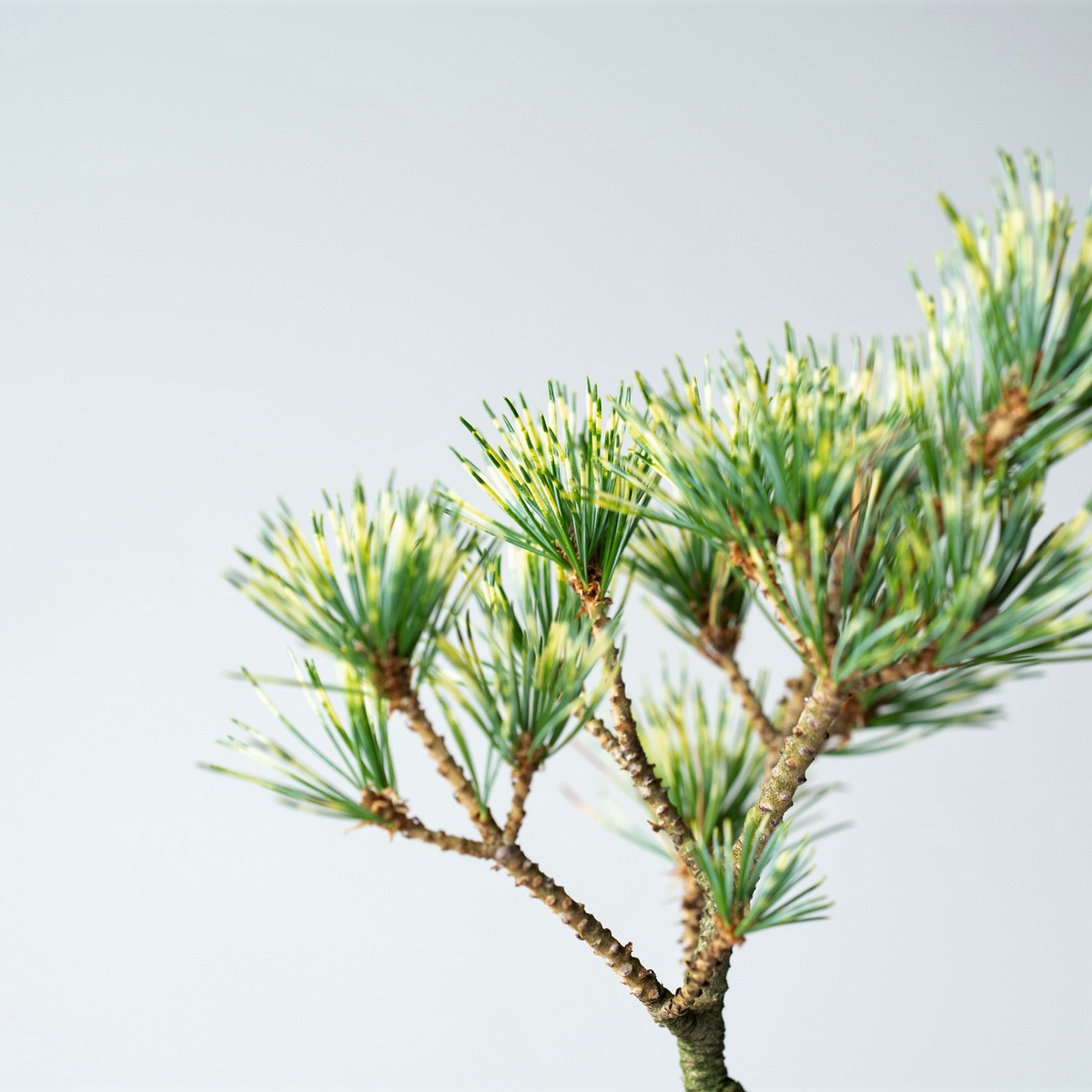 ジャノメマツ｜石木花図鑑｜石木花｜SEKIBOKKA｜盆栽