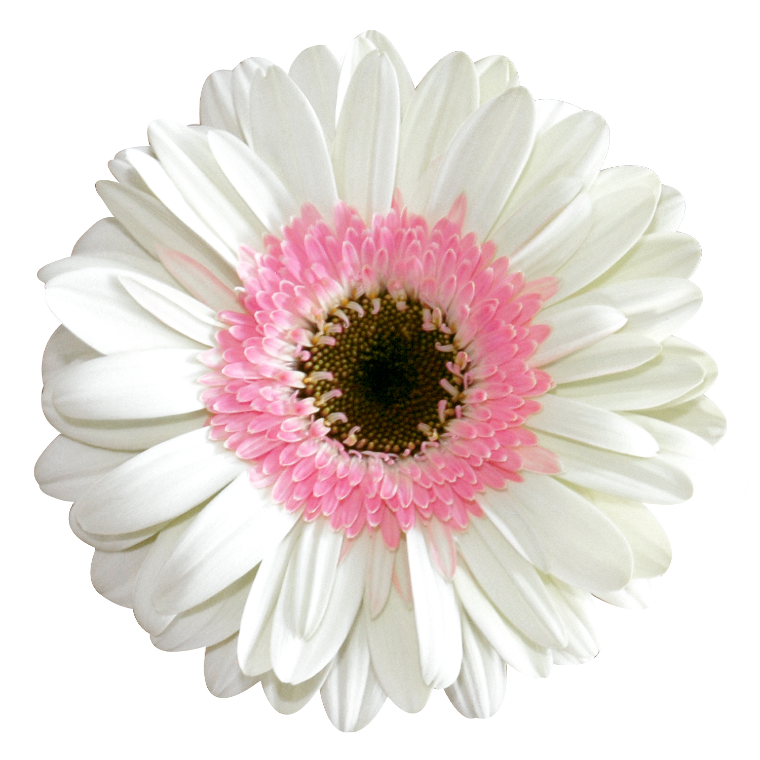 real® シンディ | ガーベラ Cuttings | スタンダード | Selecta Cut