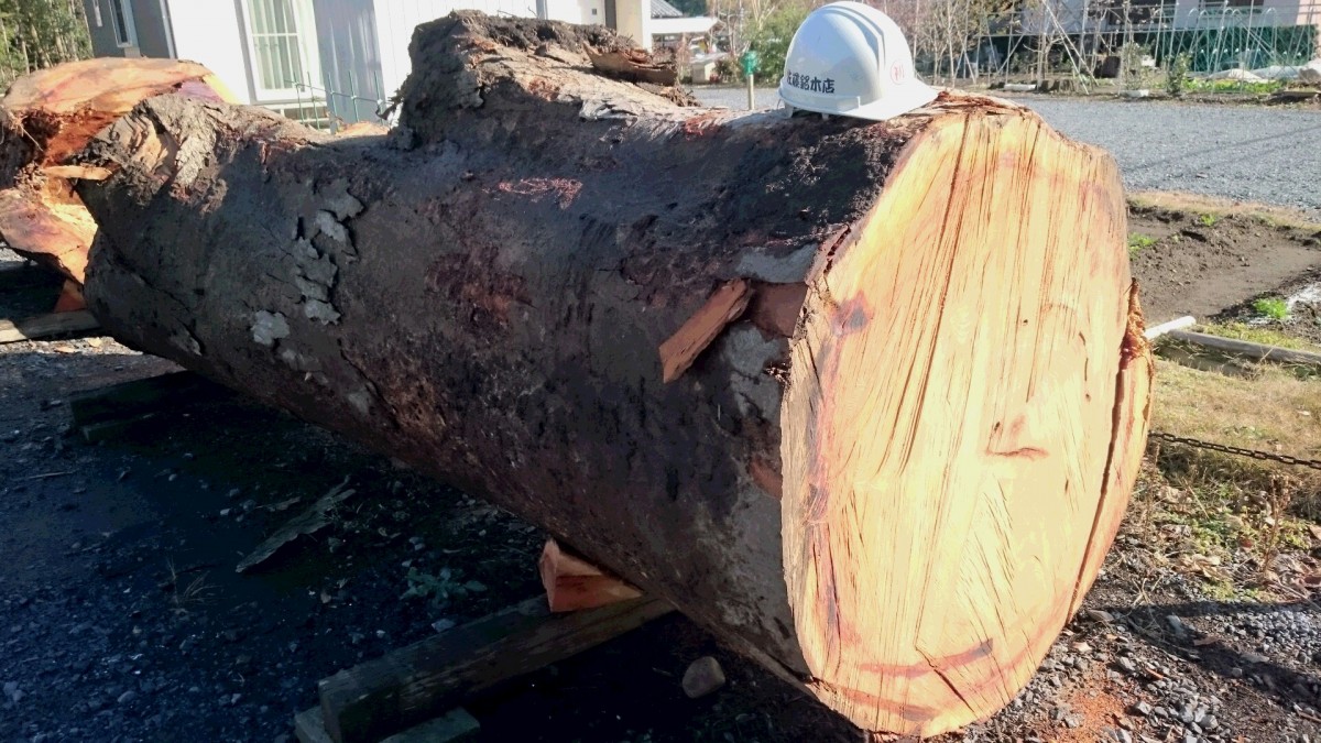 欅(ケヤキ)の原木│佐藤銘木店│一枚板、一枚板テーブル、天然木一枚板