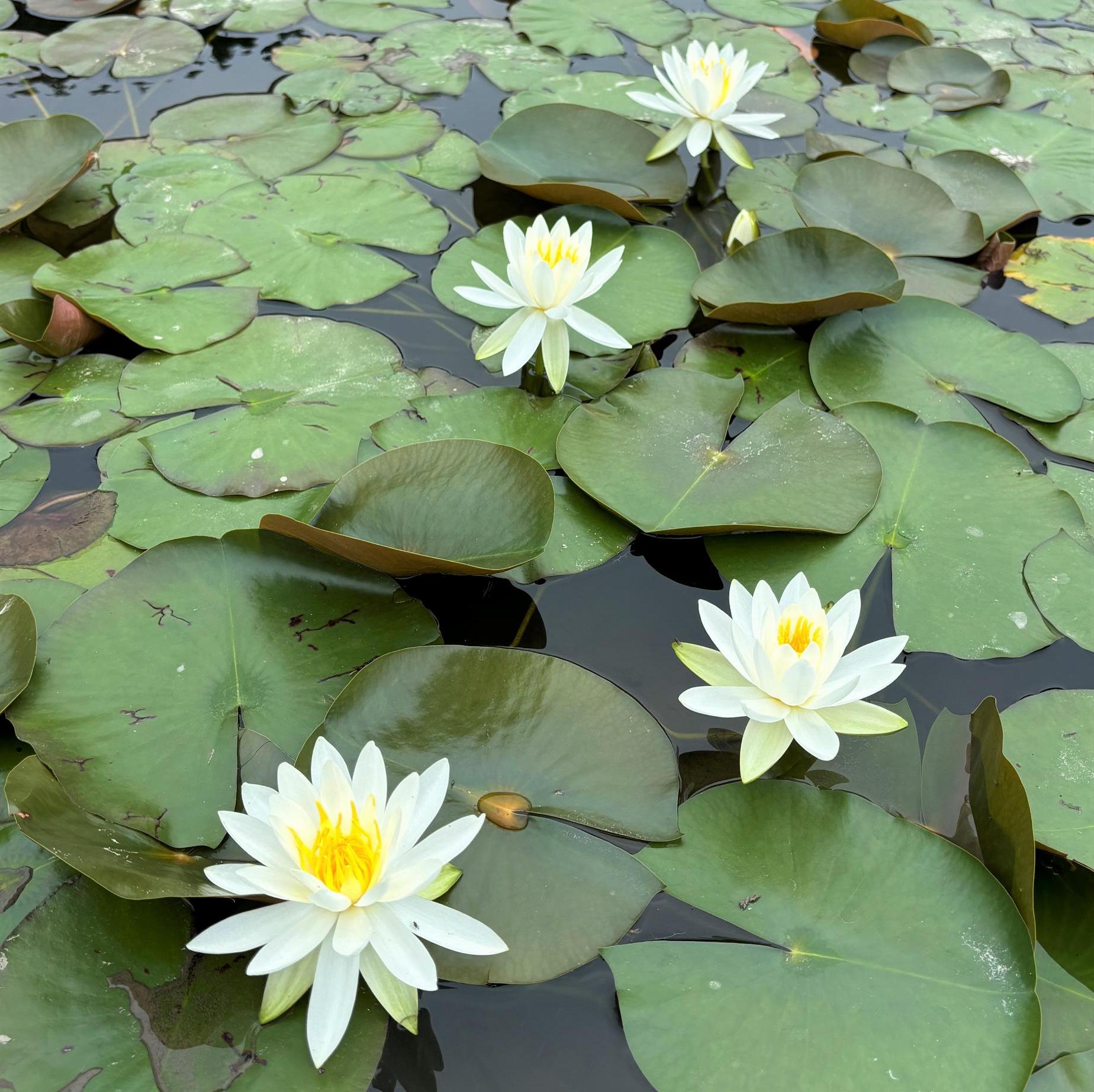 田原の棚田のスイレン／さつま町公式ホームページ