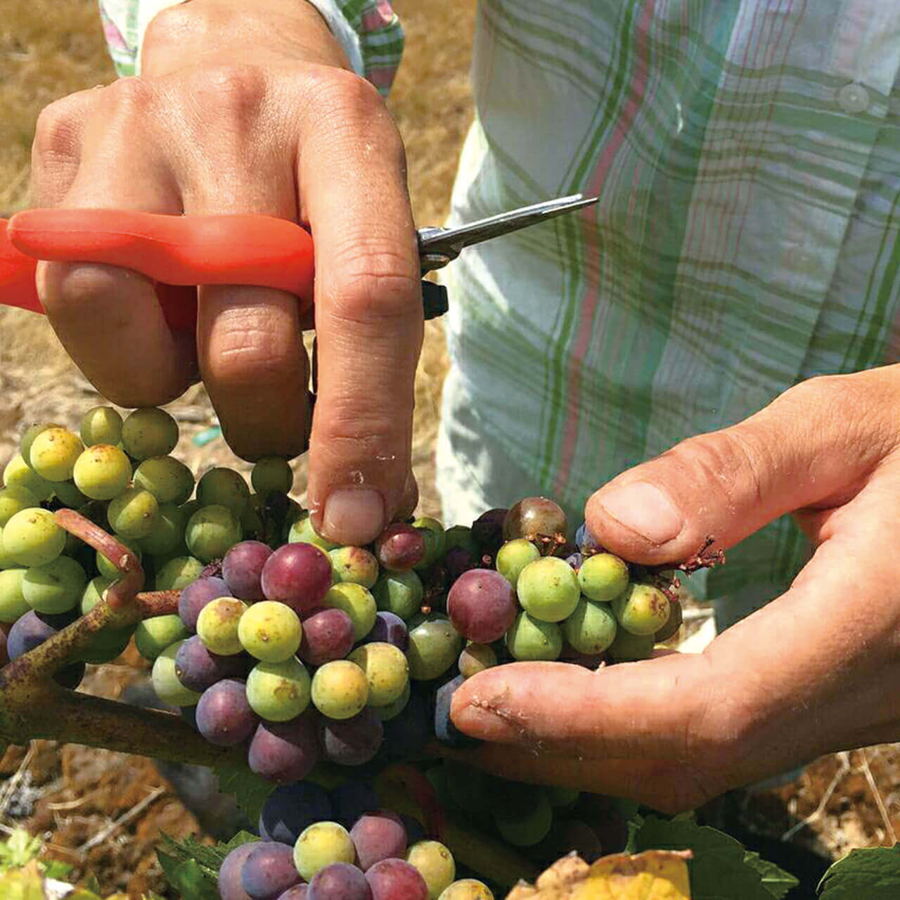 ぶどう摘粒鋏 | 株式会社サボテン