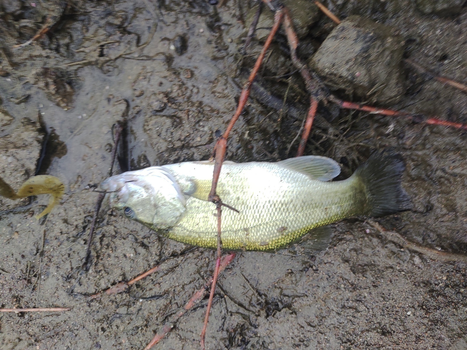 ブラックバスアーカイブ - さかなくじ －ランダムジャークから一発狙い
