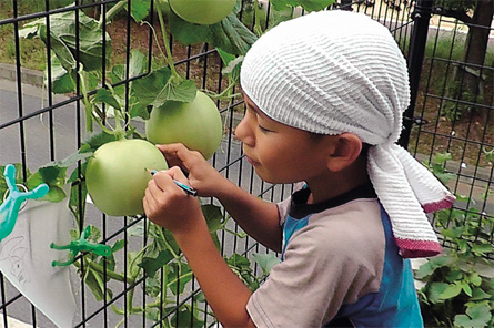 おうちでネットメロン ころたん｜タネ・苗・園芸用品・農業用資材の