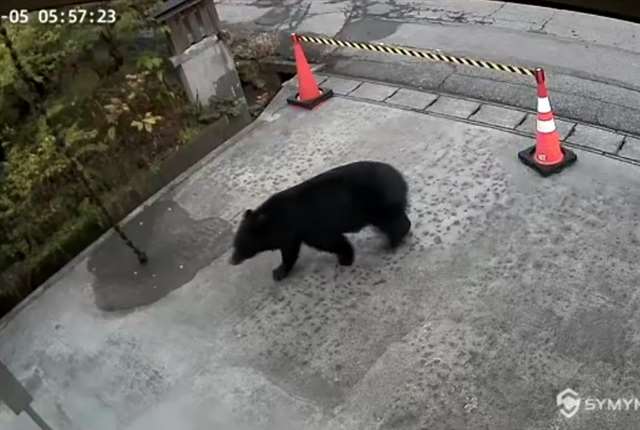 仙北市の大村美術館敷地にクマ 防犯カメラで確認｜秋田魁新報電子版