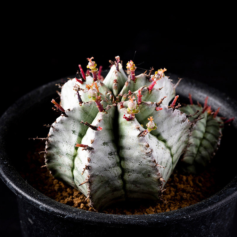 ユーフォルビア・ホリダの基本情報・育て方｜多肉植物・サボテン図鑑