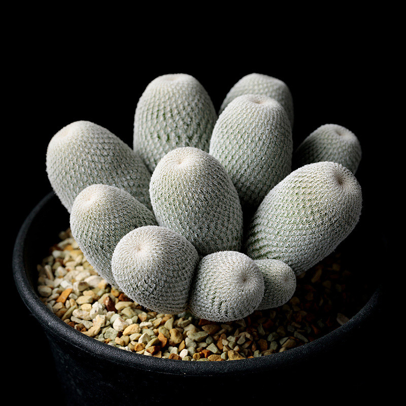 エピテランサ月世界の基本情報・育て方｜多肉植物・サボテン図鑑