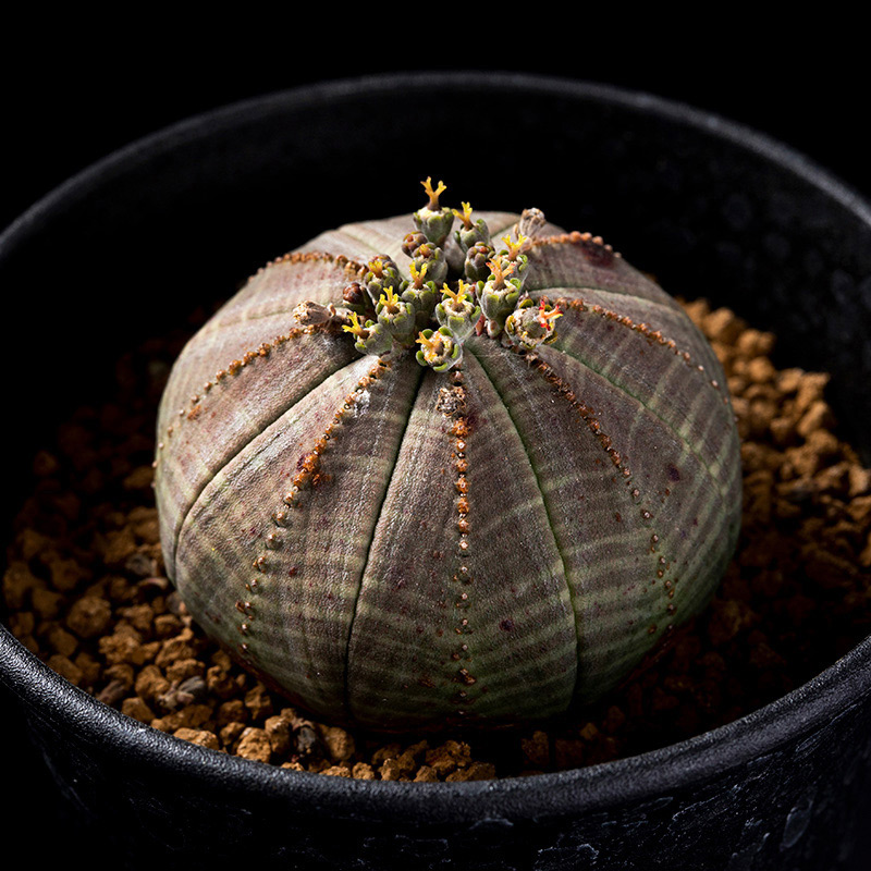 ユーフォルビア・オベサの基本情報・育て方｜多肉植物・サボテン図鑑