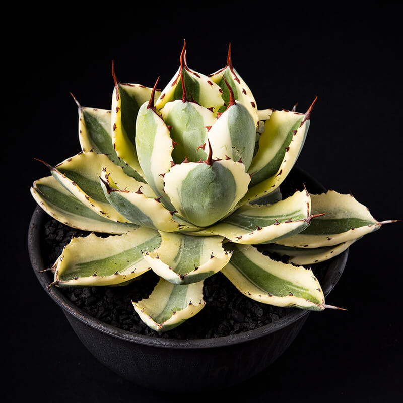 アガベ'スーパー・クラウン'の基本情報・育て方｜多肉植物・サボテン