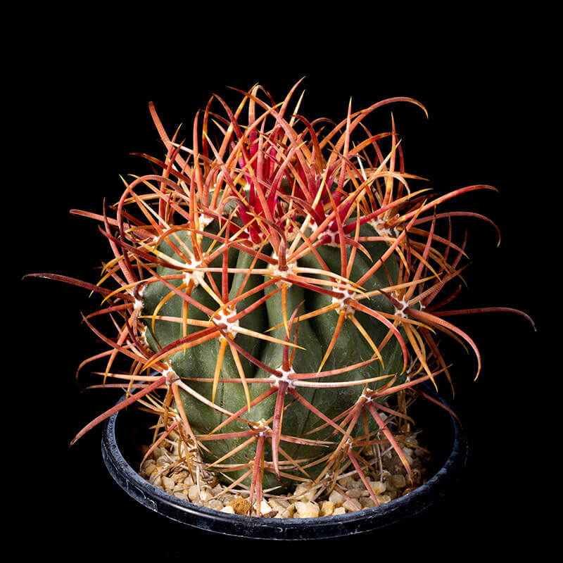 フェロカクタス赤刺金冠竜の基本情報・育て方｜多肉植物・サボテン図鑑