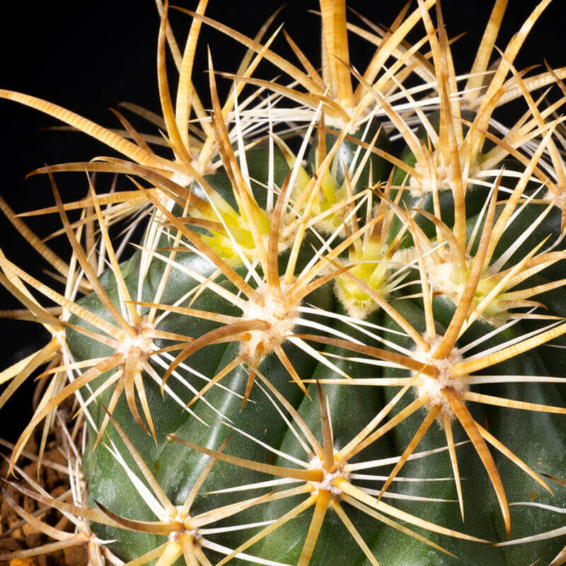 フェロカクタス'黄金冠'の基本情報・育て方｜多肉植物・サボテン図鑑