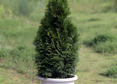 コニファー図鑑・おすすめの種類｜みんなの趣味の園芸（NHK出版）