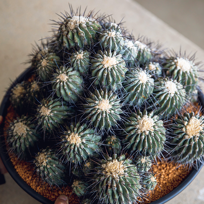 今、熱い植物「黒王丸（コピアポア・シネレア）」｜みんなの趣味の園芸