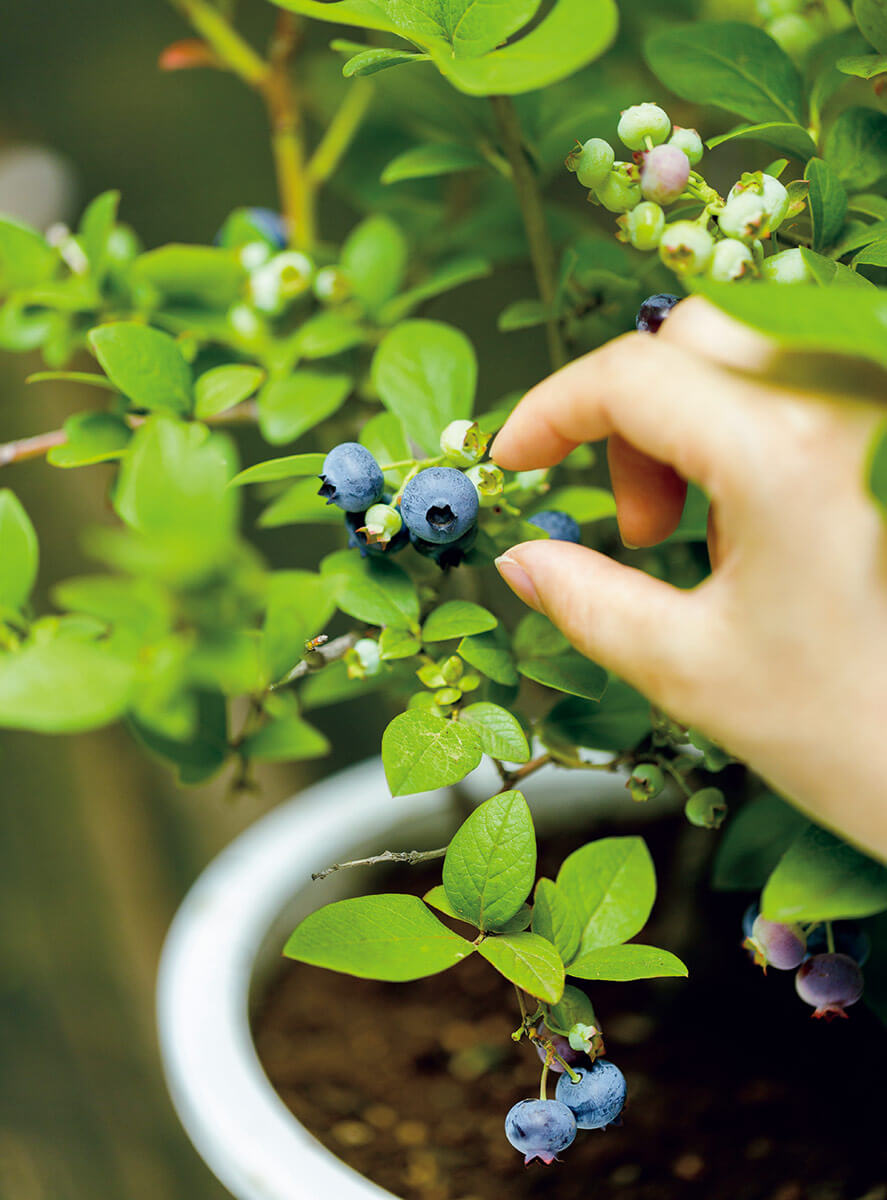 ブルーベリー栽培の豆知識】2本ないと実がつかないって本当？-みんなの