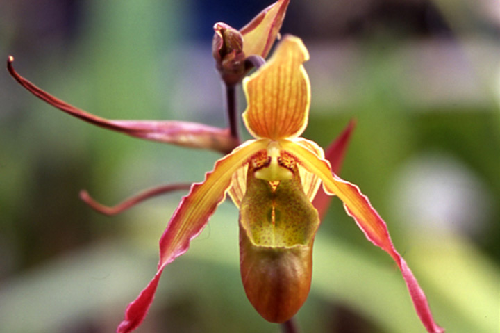 フラグミペディウムとは｜育て方がわかる植物図鑑｜みんなの趣味の園芸
