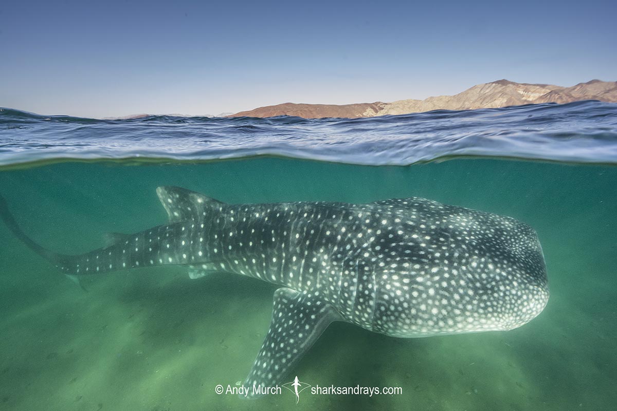 Whale Shark 760 | Sharks and Rays