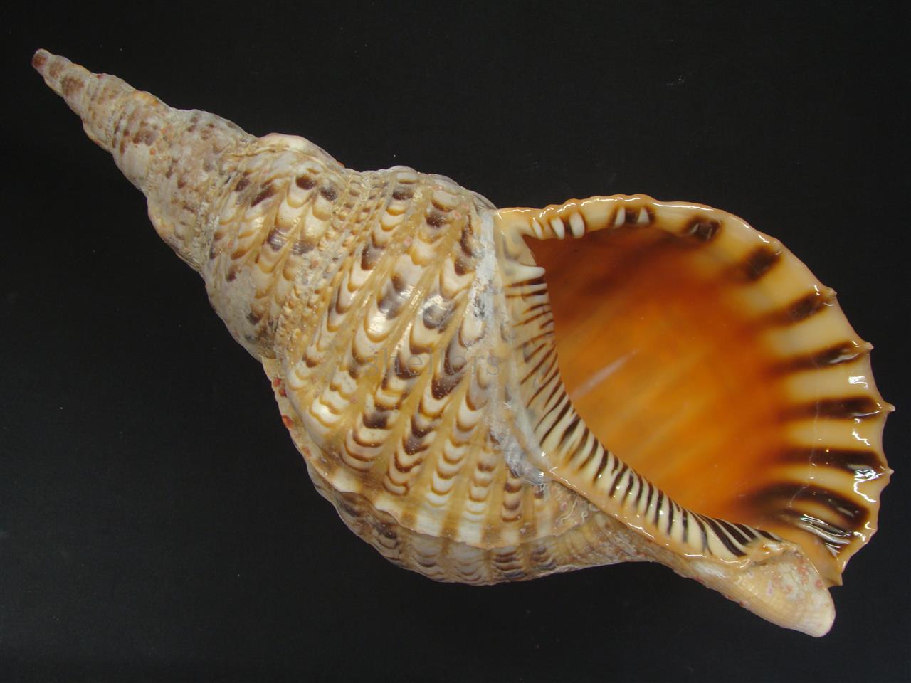 法螺貝 33.5cm 560g - Kaiショップ