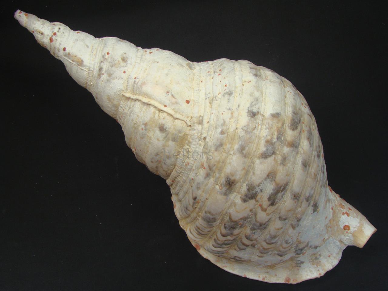 法螺貝 33.5cm 560g - Kaiショップ