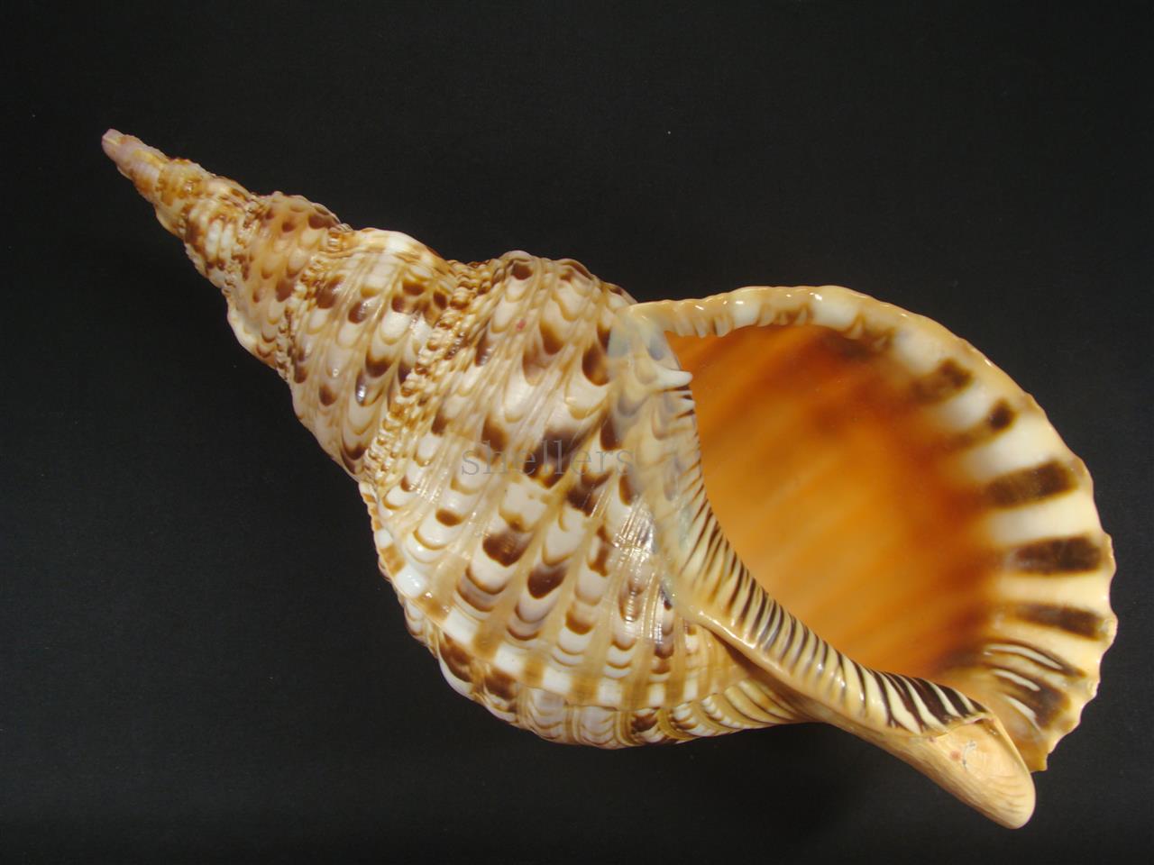 法螺貝 32cm 540g - Kaiショップ