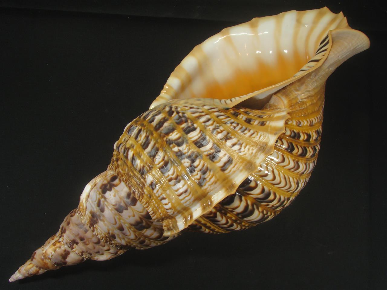 法螺貝 40cm 約895g - Kaiショップ