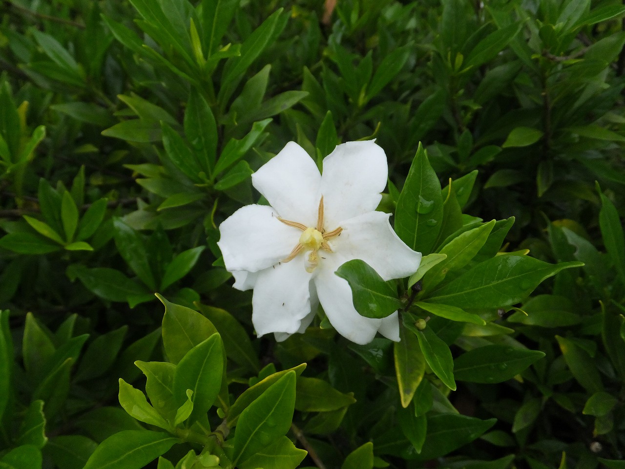 梔子(クチナシ) | 花だより | 白鳥庭園｜名古屋市熱田区