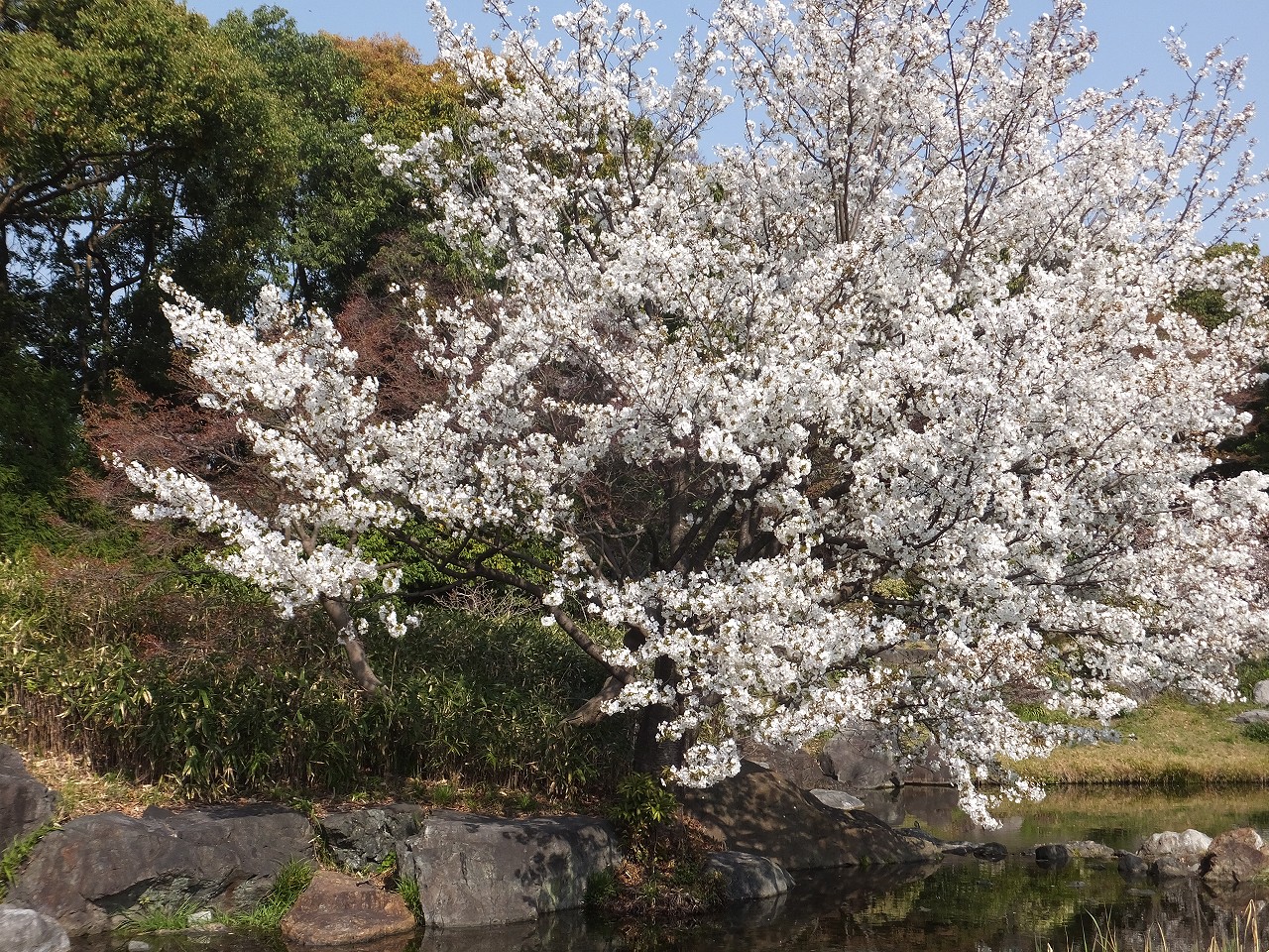 山桜(ヤマザクラ) | 花だより | 白鳥庭園｜名古屋市熱田区