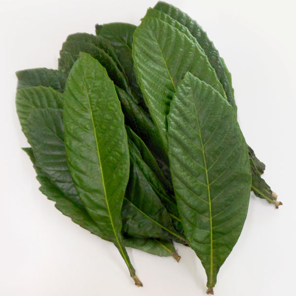 生ビワの葉（1束）