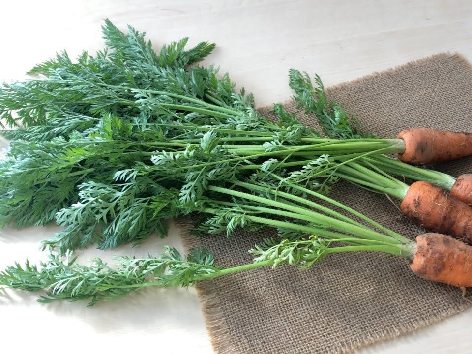 人参の葉 | 食オタ｜食の資格者のためのコミュニティ