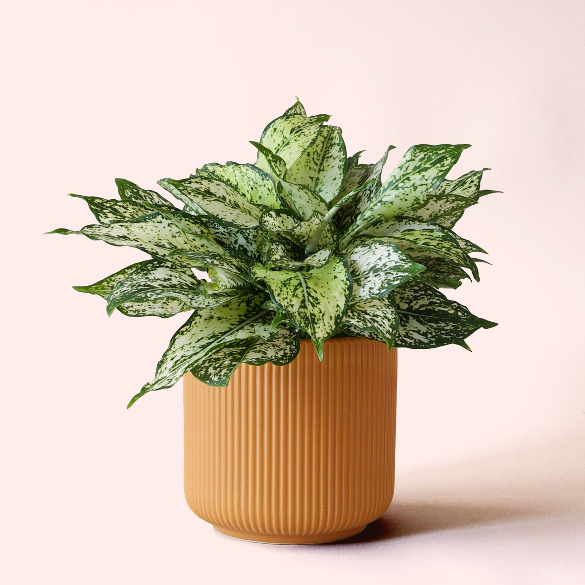 Aglaonema | First Diamond – Pigment