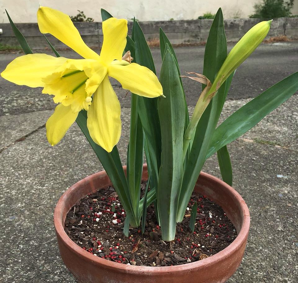 Paramongaia weberbaueri - 