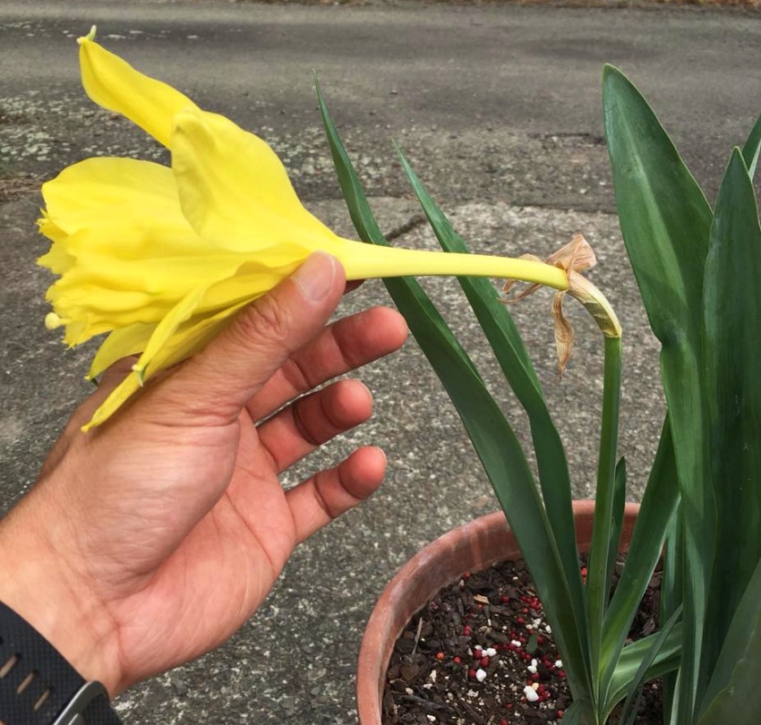 Paramongaia weberbaueri - 