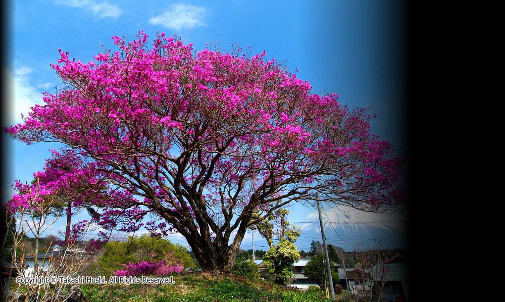 猪之頭のミツバツツジ --- 富士宮市観光ガイド『駿河湾☆百景』