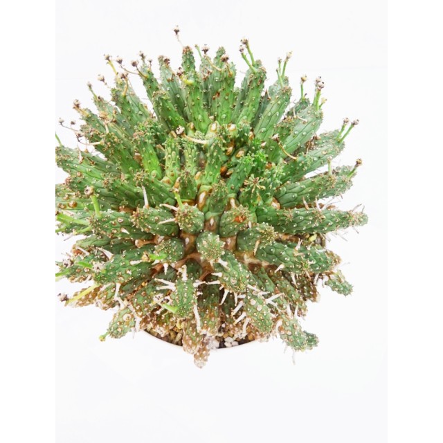 t_DJA2VtxALqfRPGiJeMjIyFy1yngb