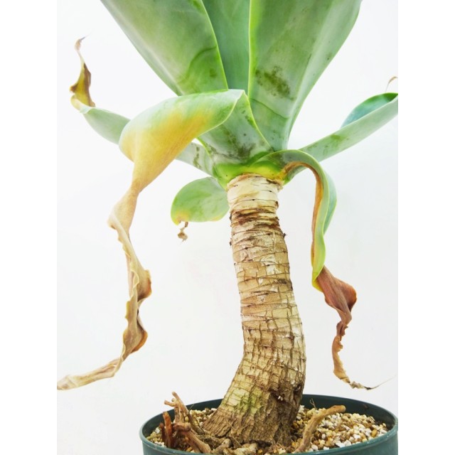 アガベ ハンチントンブルー Agave aff. attenuata 'Huntington Blue