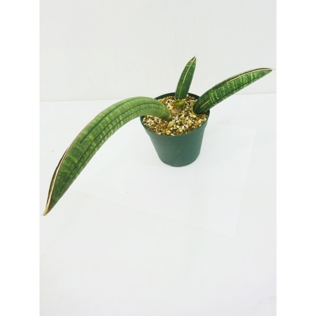 サンセベリア アルーシャ Sansevieria fischeri 'Arusha' - Special