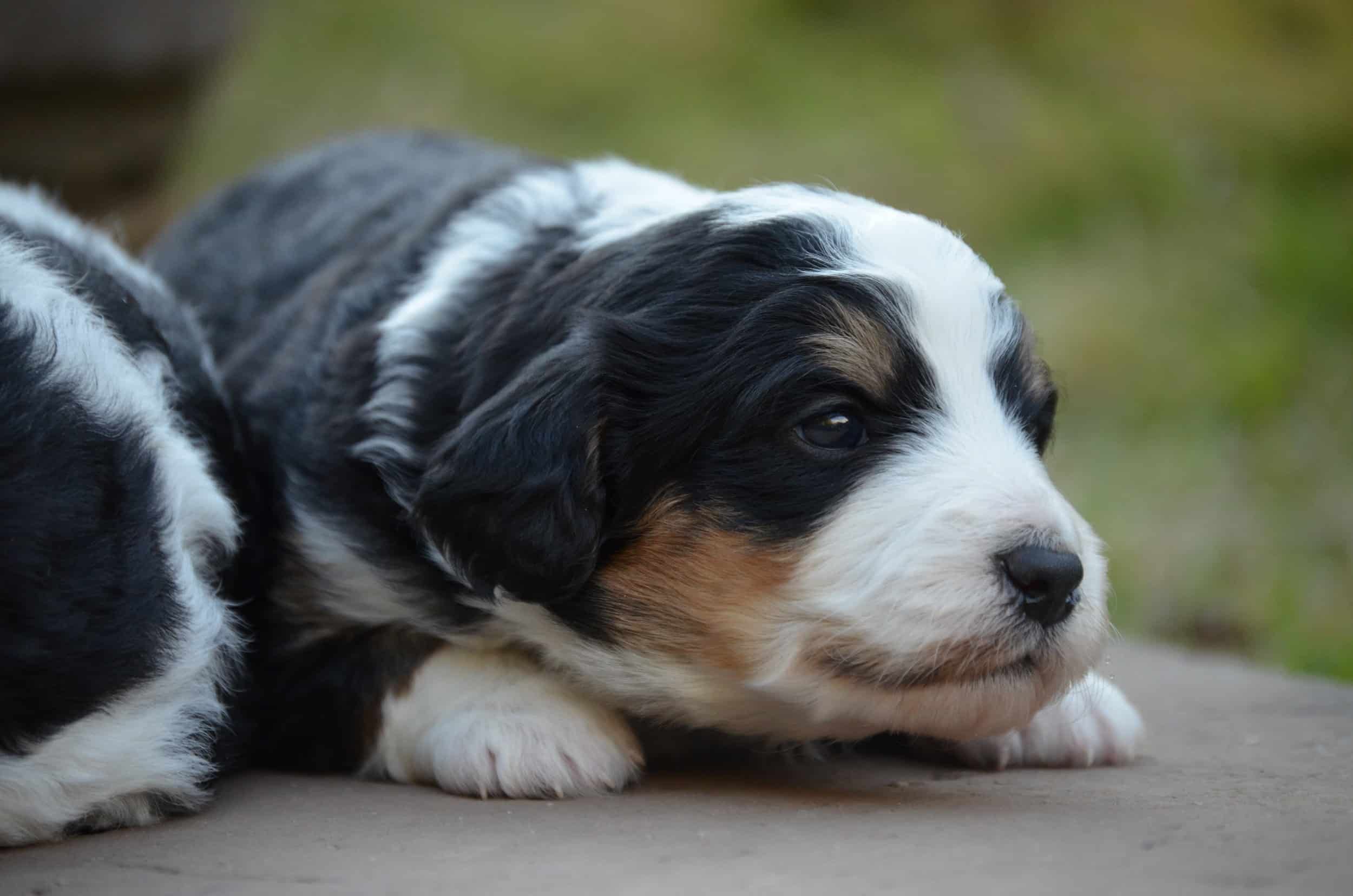 Adorable Family-Raised Swiss Doodle Puppies - Best Swiss Doodles