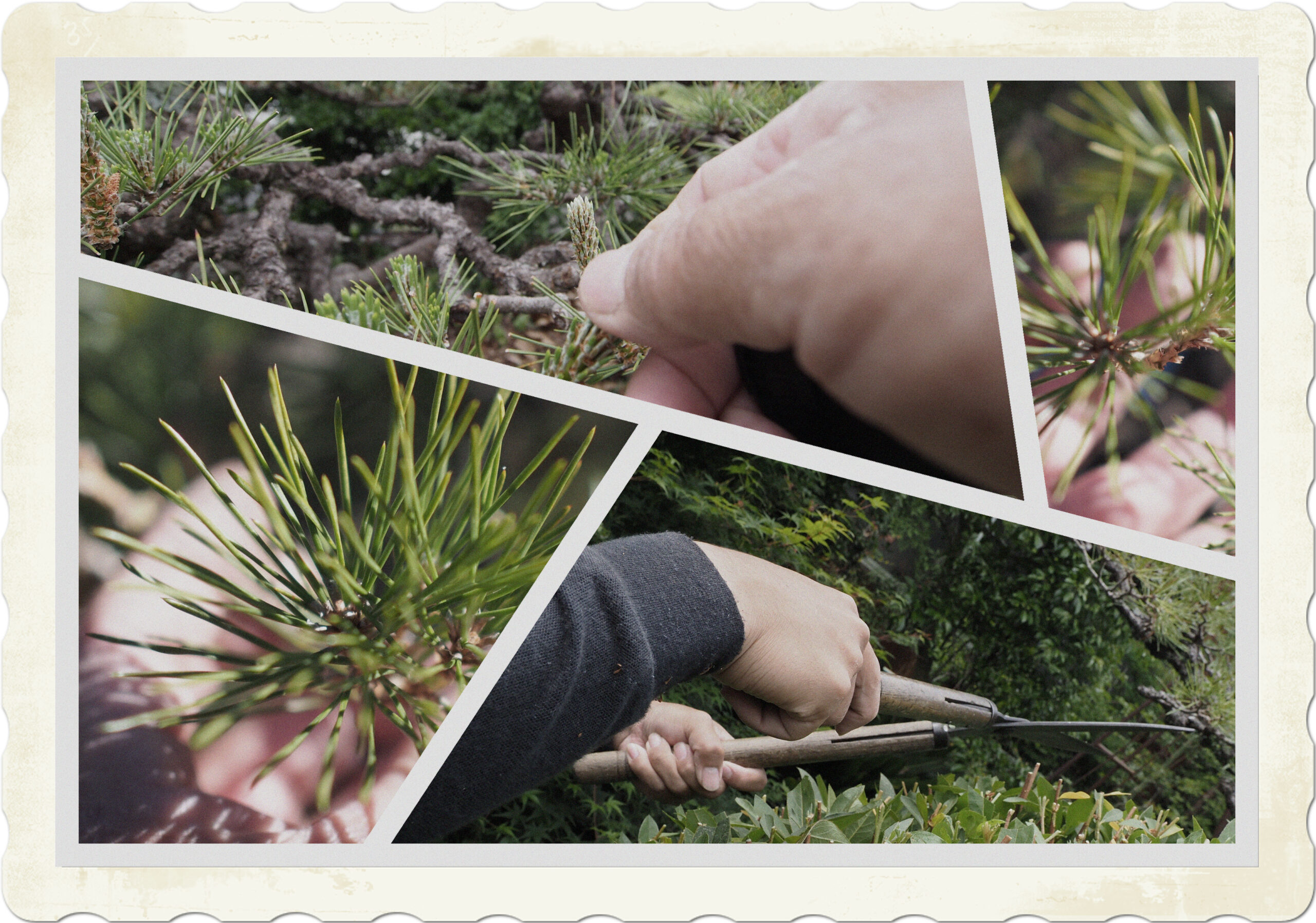 ソテツの葉を丸坊主 – 松落造園